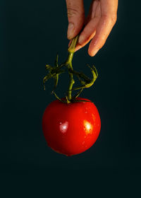 Cropped hand holding tomato against black background