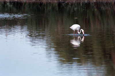 Bird in a lake