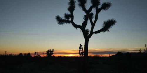 Silhouette tree on field against sky during sunset