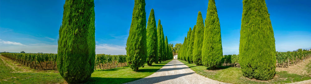 Panoramic view of agricultural field against blue sky