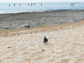 View of seagulls on beach