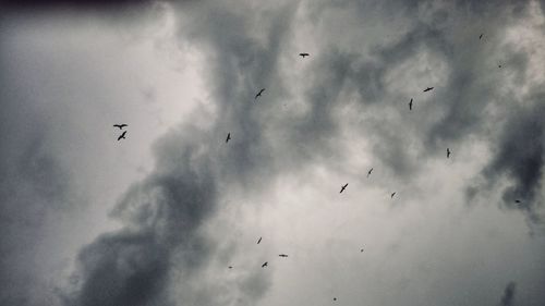 Low angle view of birds flying in sky