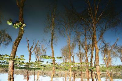Low angle view of bare trees against sky
