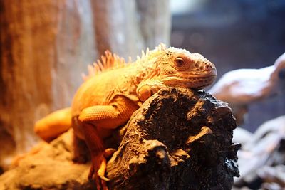 Close-up of lizard