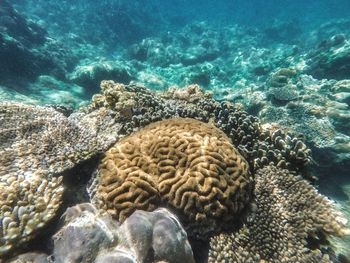 Fish swimming in sea