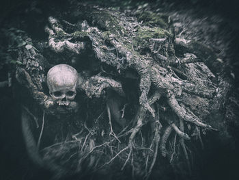 Close-up of a turtle in the sea