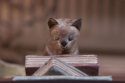 Close-up portrait of an animal on table