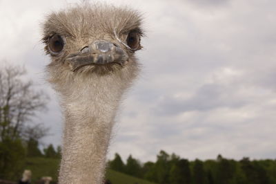 Close-up of animal head against the sky