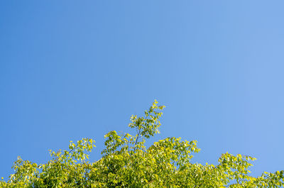 Low angle view of flowering plants against clear blue sky