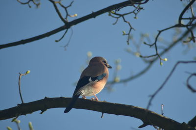 Low angle view of birds perching on branch