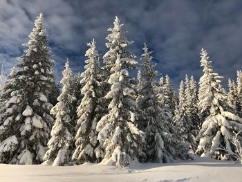 Pine trees on snow covered land against sky