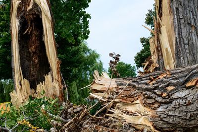 Stack of logs against trees