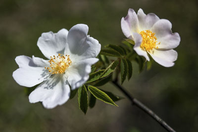 Close-up of white flowering plant