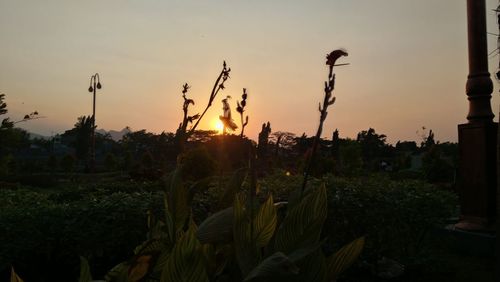 Close-up of silhouette plants on field against sky during sunset