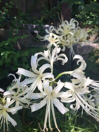 Close-up of flowers blooming outdoors