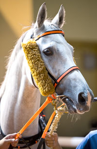 Close-up of a horse