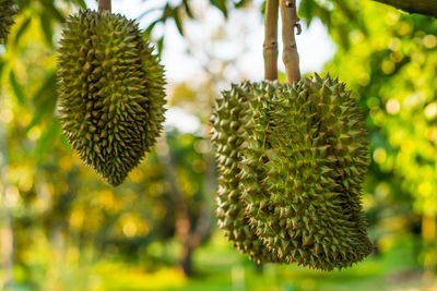 Close-up of fruit growing on plant