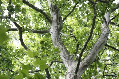 Low angle view of trees in park