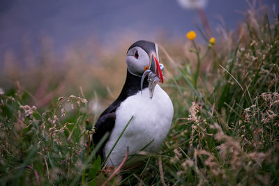 Close-up of duck on field