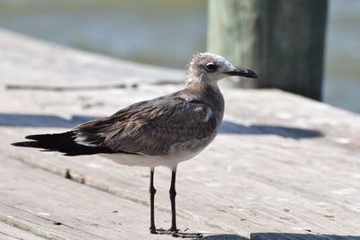 Close-up of bird perching on retaining wall