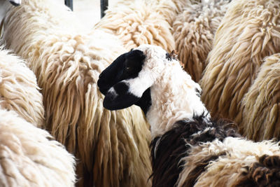 Close-up of a sheep