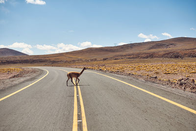 View of horse on road