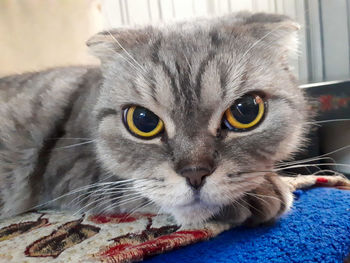 Close-up portrait of a cat