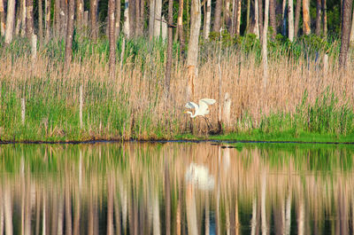 View of pelican at lakeshore