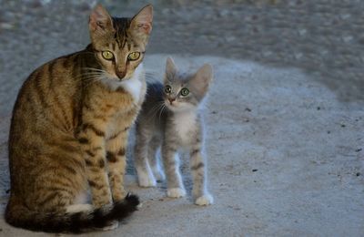 cat