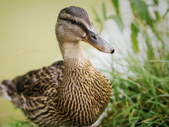 Close-up of duck on field