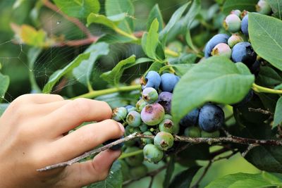 Close-up of hand holding grapes growing on tree