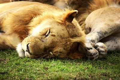Lion sleeping in grass