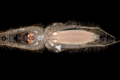 Close-up of jellyfish against black background