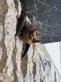 High angle view of a lizard on rock