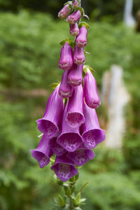 Close-up of purple flower