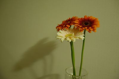 Close-up of dahlia flowers in vase