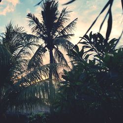 Low angle view of palm trees against sky