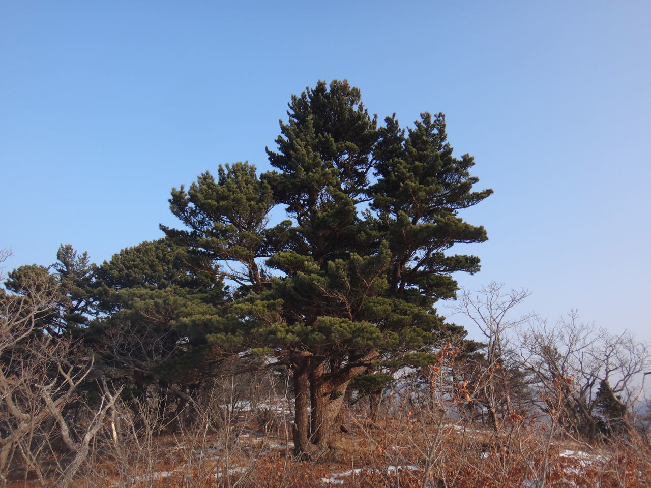 tree, growth, nature, low angle view, beauty in nature, no people, clear sky, sky, tranquility, outdoors, day, branch