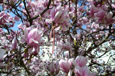 Low angle view of cherry blossoms in spring