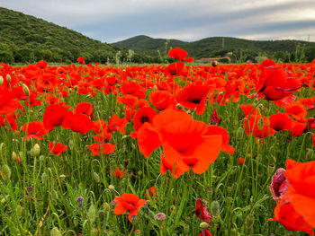 Close-up of red poppy flowers in field