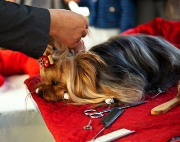 Grooming the yorkshire terrier. hairdresser for dogs.