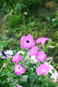 Close-up of pink flowering plants on field