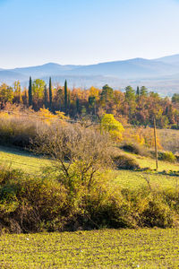 Scenic view of field against clear sky during autumn