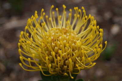 Close-up of yellow flower blooming outdoors