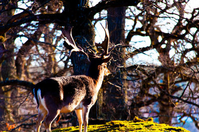 Squirrel standing on tree trunk