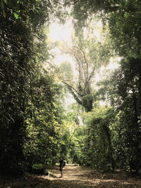 Trees in forest