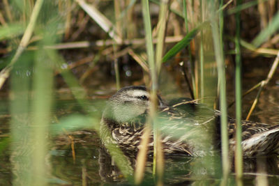 Mallard duck in lake seen through grass