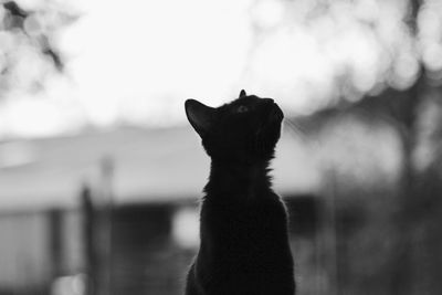 Black cat looking away against sky