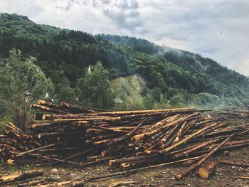 Stack of logs in forest against sky