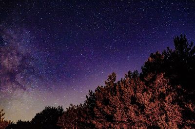 High section of trees against stars